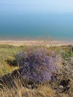 pequeno roxa flores crescendo em a costa do a azov mar foto