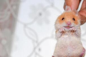 hamster dentro mão. hamster aguarde a nuca. hamster mantido com dedos foto