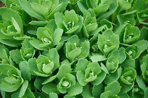 verde ornamental plantar suculentos Sedum proeminente. ornamental outono jardim plantar foto