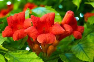 laranja flores em uma árvore fechar-se. natureza dentro verão. foto