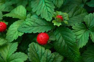 vermelho morangos dentro a jardim fechar-se. foto