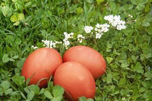 Páscoa ovos em verde Relva com branco flores dentro a jardim. foto