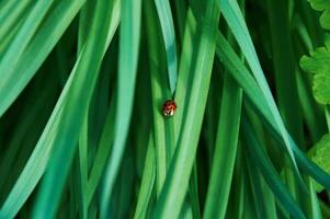 joaninha coccinellidae em verde Relva foto