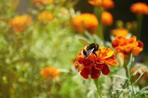 fofo bumble abelha sentado em brilhante laranja flor em canteiro de flores natureza fundo. fechar acima do abelha inseto dentro a ao ar livre foto