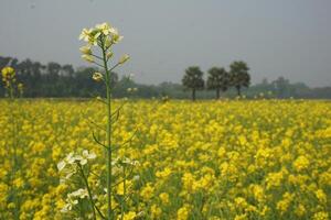 mostarda flor dentro Bangladesh foto