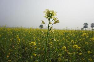 mostarda flor dentro Bangladesh foto