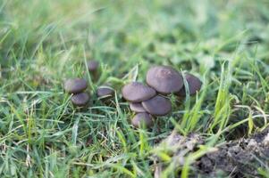 Preto outono cogumelos crescer em a gramado família do floresta cogumelos foto