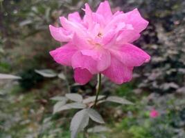 lindo Rosa rosa solteiro flor foto