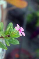 Móvel hd papel de parede em retrato tiro do uma flor e natureza fundo foto