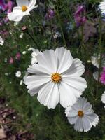 Flor felicidade uma tropical cosmos flor extravagância natureza Área de Trabalho 4k papel de parede foto