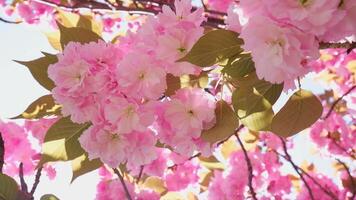 lindo e fofa Rosa cereja flores, sakura flores, papel de parede fundo. foto