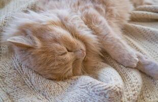 fechar-se do uma engraçado gengibre gato dormindo em uma tricotado suéter às lar. foto