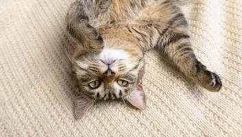 retrato do uma cinzento doméstico gato deitado em Está costas em uma tricotado suéter. a gato preguiçosamente cochila foto