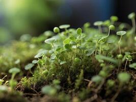 ai gerado microgreens dentro uma recipiente em a mesa. verde fundo fez a partir de microgreens foto