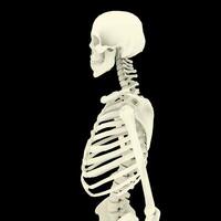 raio X visão, de a humano corpo e ossos. foto