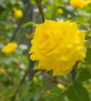 lindo arbusto de rosas amarelas em um jardim de primavera. Jardim de rosas. foto