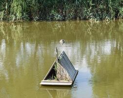 lagoa com patos artificial. plástico bobos patos dentro a lagoa foto