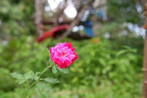 rosa flores estão vermelho em uma verde fundo foto