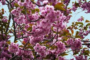 árvore florescendo com Rosa flores dentro a Primavera foto