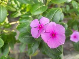 dentro Indonésia, isto flor é conhecido Como a tapak dar flor ou vinca. Como a ornamental plantar. pervinca flor florescendo dentro a jardim foto