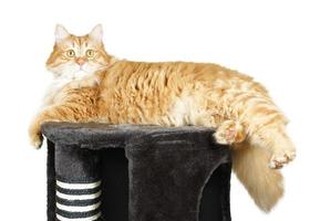 gato descansando em cima do arranhador foto
