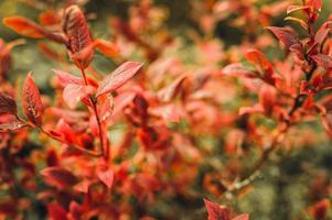 arbusto de outono com folhas de mirtilo foto