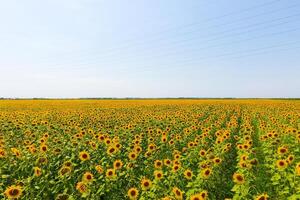 aéreo Visão do agrícola Campos floração oleaginosa. campo do girassóis. topo visualizar. foto