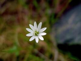 branco flores em uma Prado dentro a tundra. verão dentro a tundra. foto