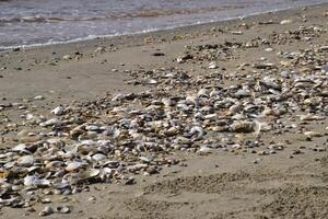 cartuchos em a mar de praia areia. mar costeiro areia em a de praia. foto