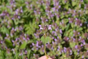 lamium purpureum florescendo no jardim. foto