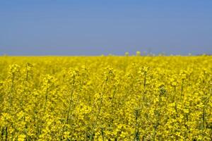 colza campo. amarelo estupro flores, campo panorama. azul céu e estupro em a campo. foto