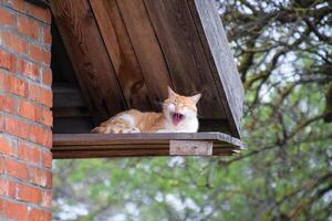 adulto vermelho - branco gato. bocejando vermelho gato foto