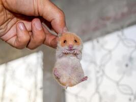 hamster dentro mão. hamster aguarde a nuca. hamster mantido com dedos foto