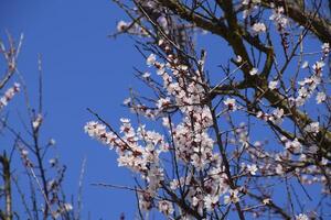 Damasco flores em árvore galhos. Primavera floração jardim. foto