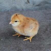 diariamente frango. manutenção do aves. foto