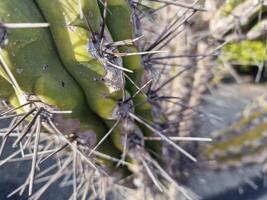 explorar lanzarote deslumbrante cacto jardins, Onde a vibrante matizes e variado formas do esses plantas crio uma hipnotizante tapeçaria do deserto vida. foto