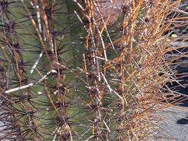 explorar lanzarote deslumbrante cacto jardins, Onde a vibrante matizes e variado formas do esses plantas crio uma hipnotizante tapeçaria do deserto vida. foto