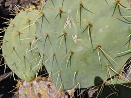 explorar lanzarote deslumbrante cacto jardins, Onde a vibrante matizes e variado formas do esses plantas crio uma hipnotizante tapeçaria do deserto vida. foto