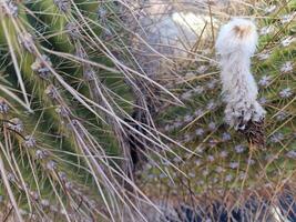 explorar lanzarote deslumbrante cacto jardins, Onde a vibrante matizes e variado formas do esses plantas crio uma hipnotizante tapeçaria do deserto vida. foto