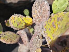 explorar lanzarote deslumbrante cacto jardins, Onde a vibrante matizes e variado formas do esses plantas crio uma hipnotizante tapeçaria do deserto vida. foto