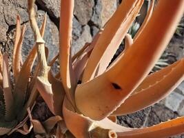 explorar lanzarote deslumbrante cacto jardins, Onde a vibrante matizes e variado formas do esses plantas crio uma hipnotizante tapeçaria do deserto vida. foto