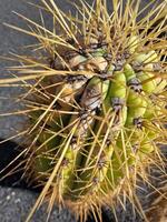 explorar lanzarote deslumbrante cacto jardins, Onde a vibrante matizes e variado formas do esses plantas crio uma hipnotizante tapeçaria do deserto vida. foto