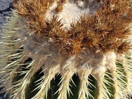 explorar lanzarote deslumbrante cacto jardins, Onde a vibrante matizes e variado formas do esses plantas crio uma hipnotizante tapeçaria do deserto vida. foto