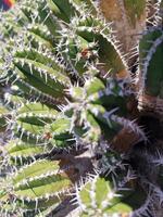 explorar lanzarote deslumbrante cacto jardins, Onde a vibrante matizes e variado formas do esses plantas crio uma hipnotizante tapeçaria do deserto vida. foto