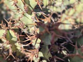 explorar lanzarote deslumbrante cacto jardins, Onde a vibrante matizes e variado formas do esses plantas crio uma hipnotizante tapeçaria do deserto vida. foto