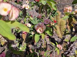 explorar lanzarote deslumbrante cacto jardins, Onde a vibrante matizes e variado formas do esses plantas crio uma hipnotizante tapeçaria do deserto vida. foto