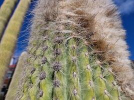 explorar lanzarote deslumbrante cacto jardins, Onde a vibrante matizes e variado formas do esses plantas crio uma hipnotizante tapeçaria do deserto vida. foto