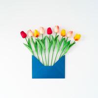 Primavera composição fez com colorida tulipa flores chegando Fora do azul envelope em branco fundo. mínimo conceito. criativo Primavera flores ideia. natureza plano deitar. foto