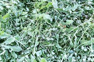 folhas de grama geladas congeladas no outono