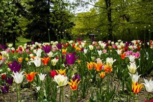 tulipas florescendo dentro a primavera foto